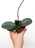 Hoya Australis