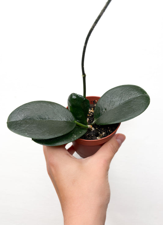 Hoya Australis