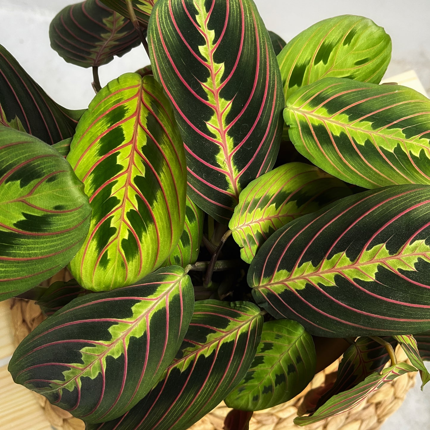 Maranta tricolor