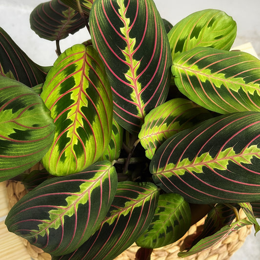 Maranta tricolor