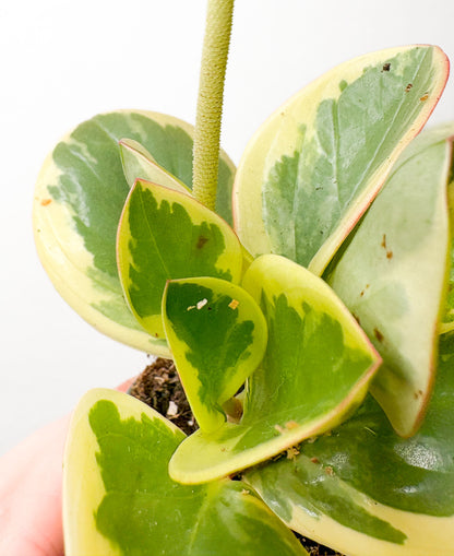 Peperomia obtusifolia ‘Variegata’