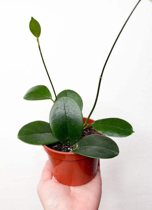 Hoya Australis