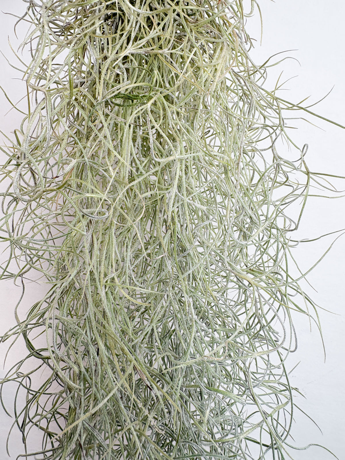 Tillandsia usneoides (gaisa augs, 50 cm)