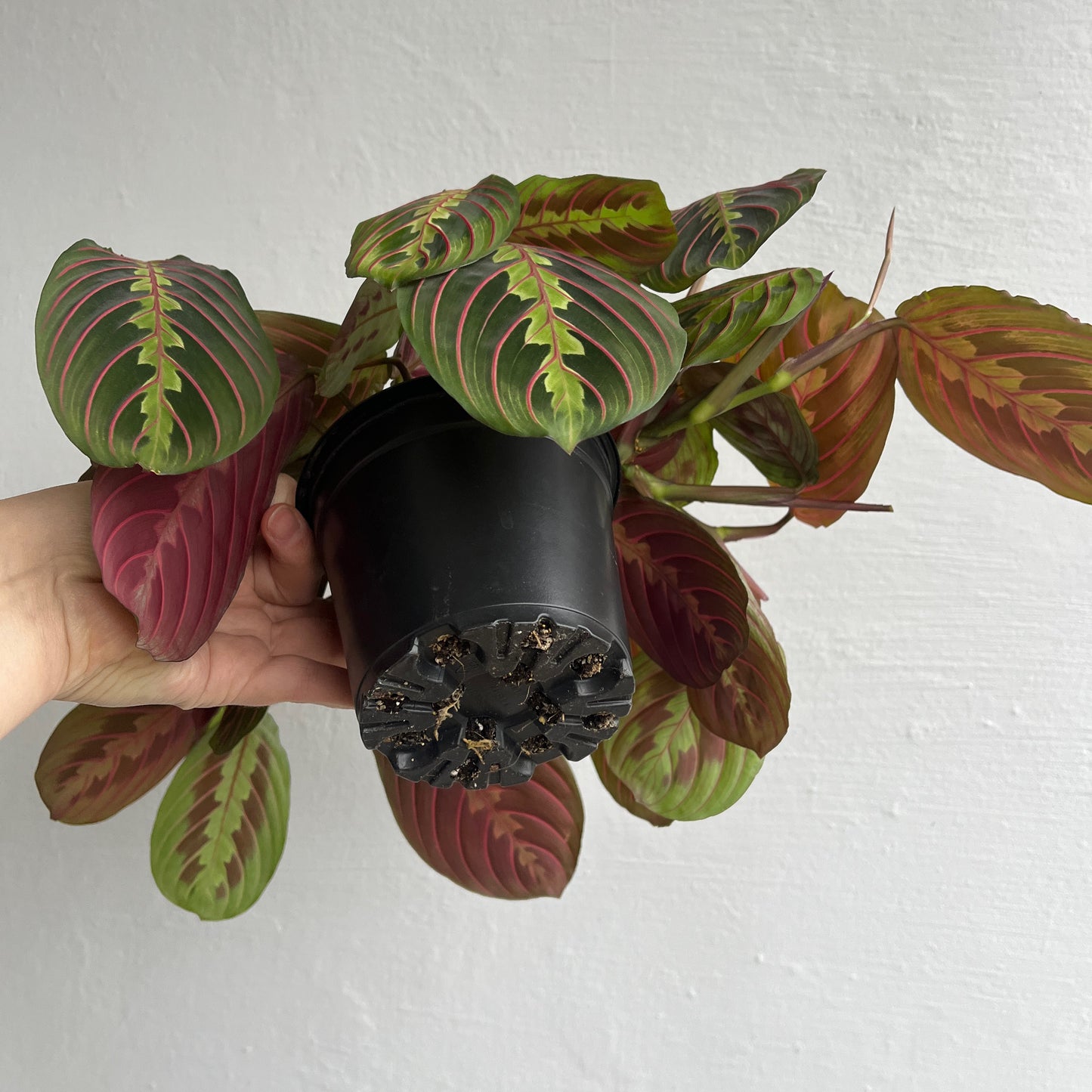 Maranta tricolor
