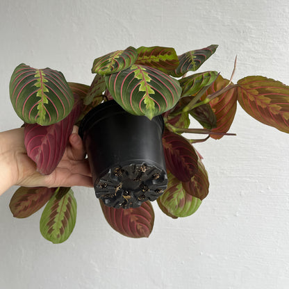 Maranta tricolor