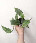 Pothos Sebu Blue
