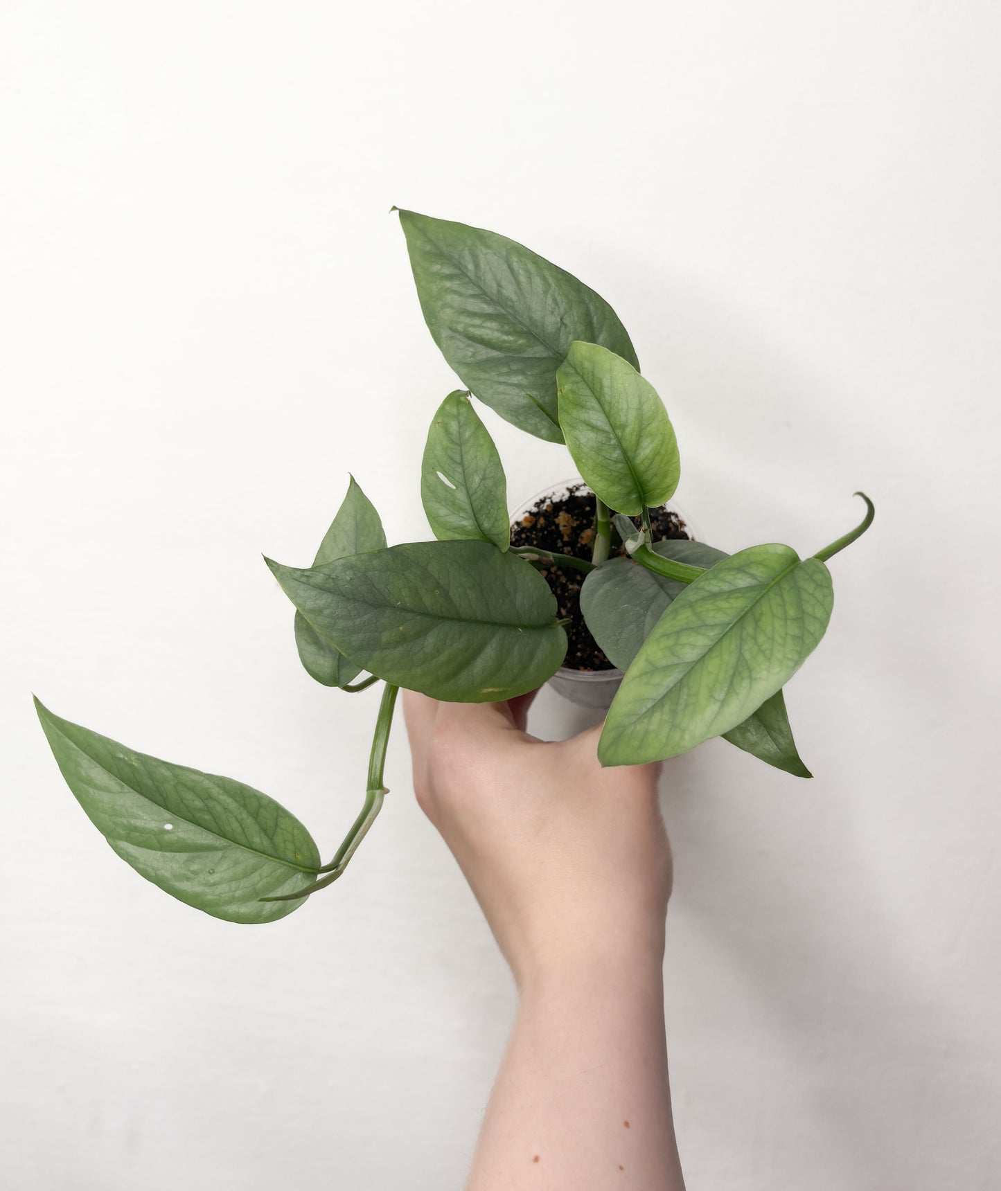 Pothos Sebu Blue
