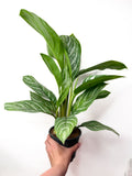 Aglaonema 'Stripes'