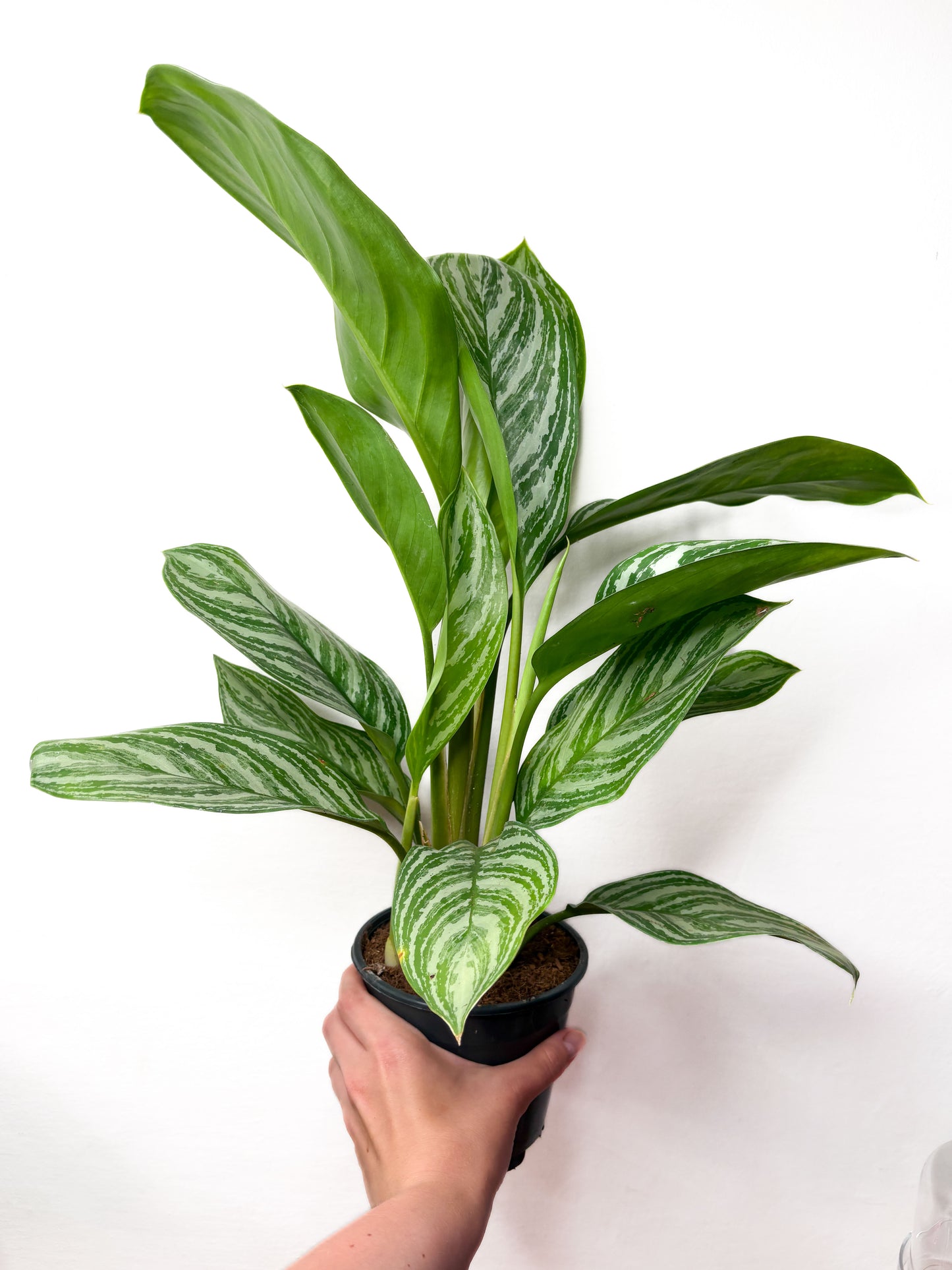 Aglaonema 'Stripes'