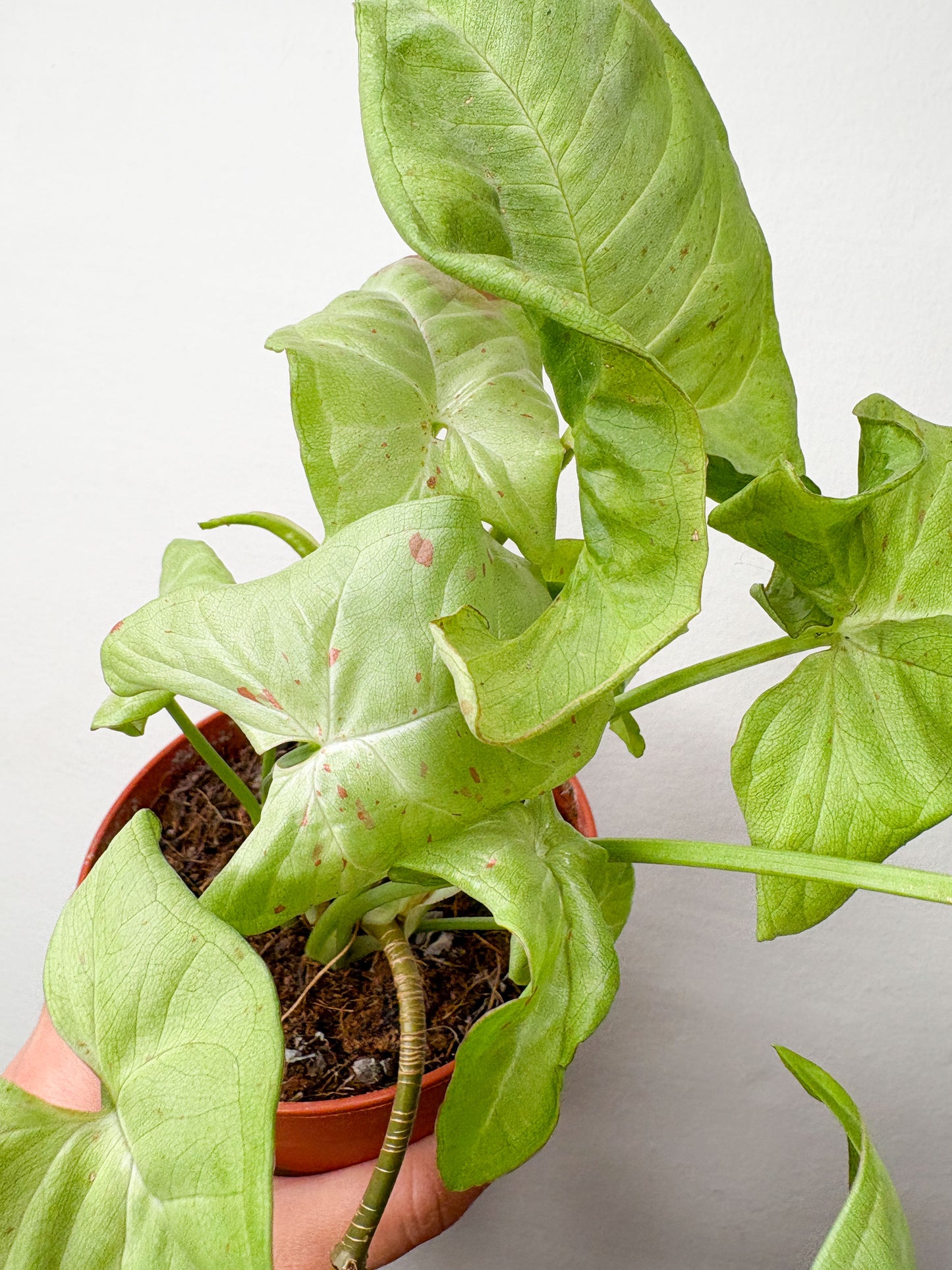 Syngonium Podophyllum