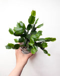 Schlumbergera (balti ziedi)