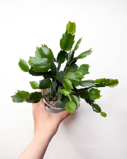 Schlumbergera (balti ziedi)