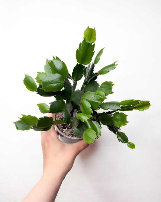 Schlumbergera (balti ziedi)