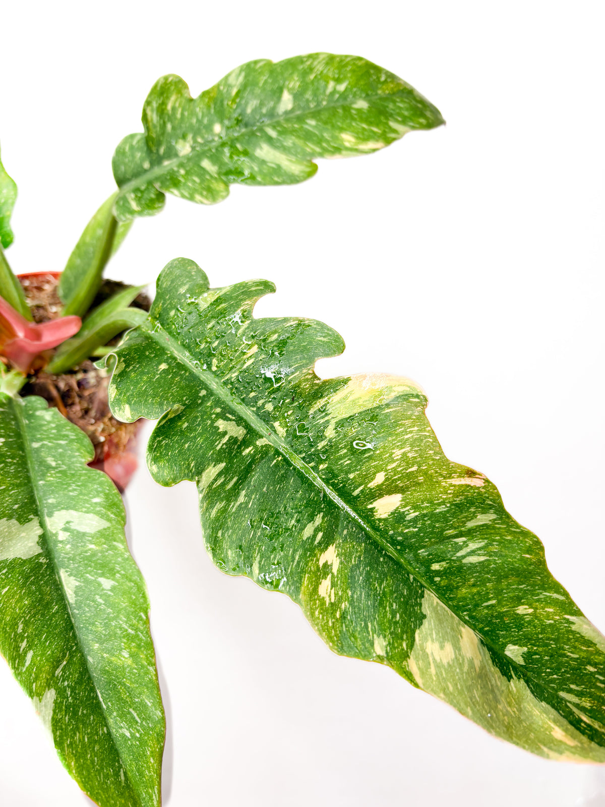 Philodendron ‘Ring of Fire’
