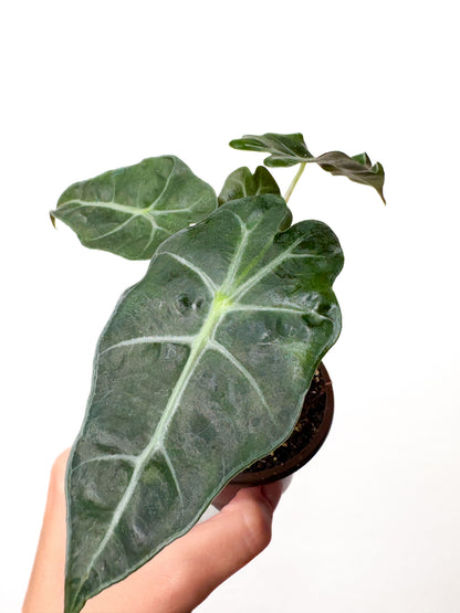 Alocasia ‘Polly’