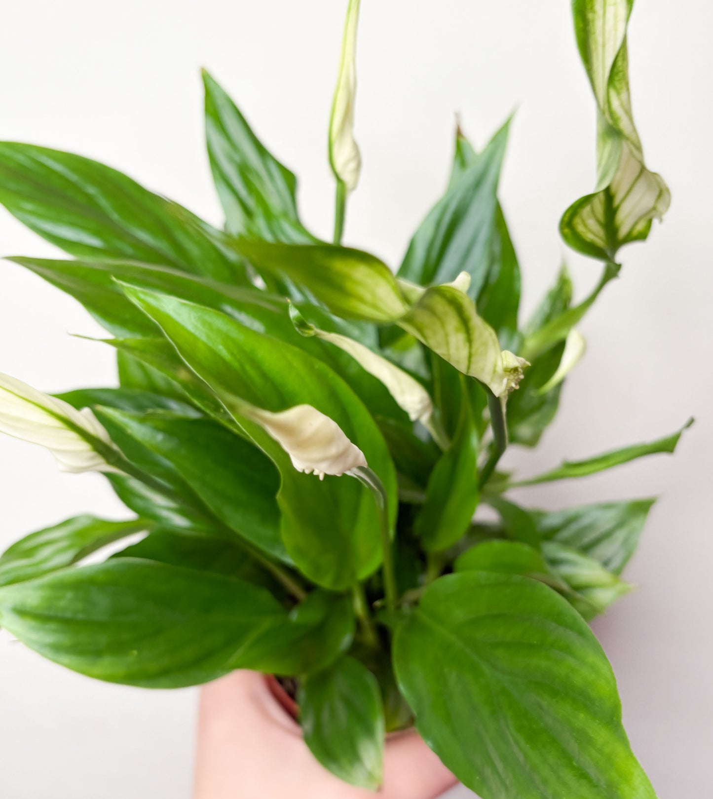 Spathiphyllum 'Chopin'