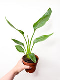 Strelitzia reginae