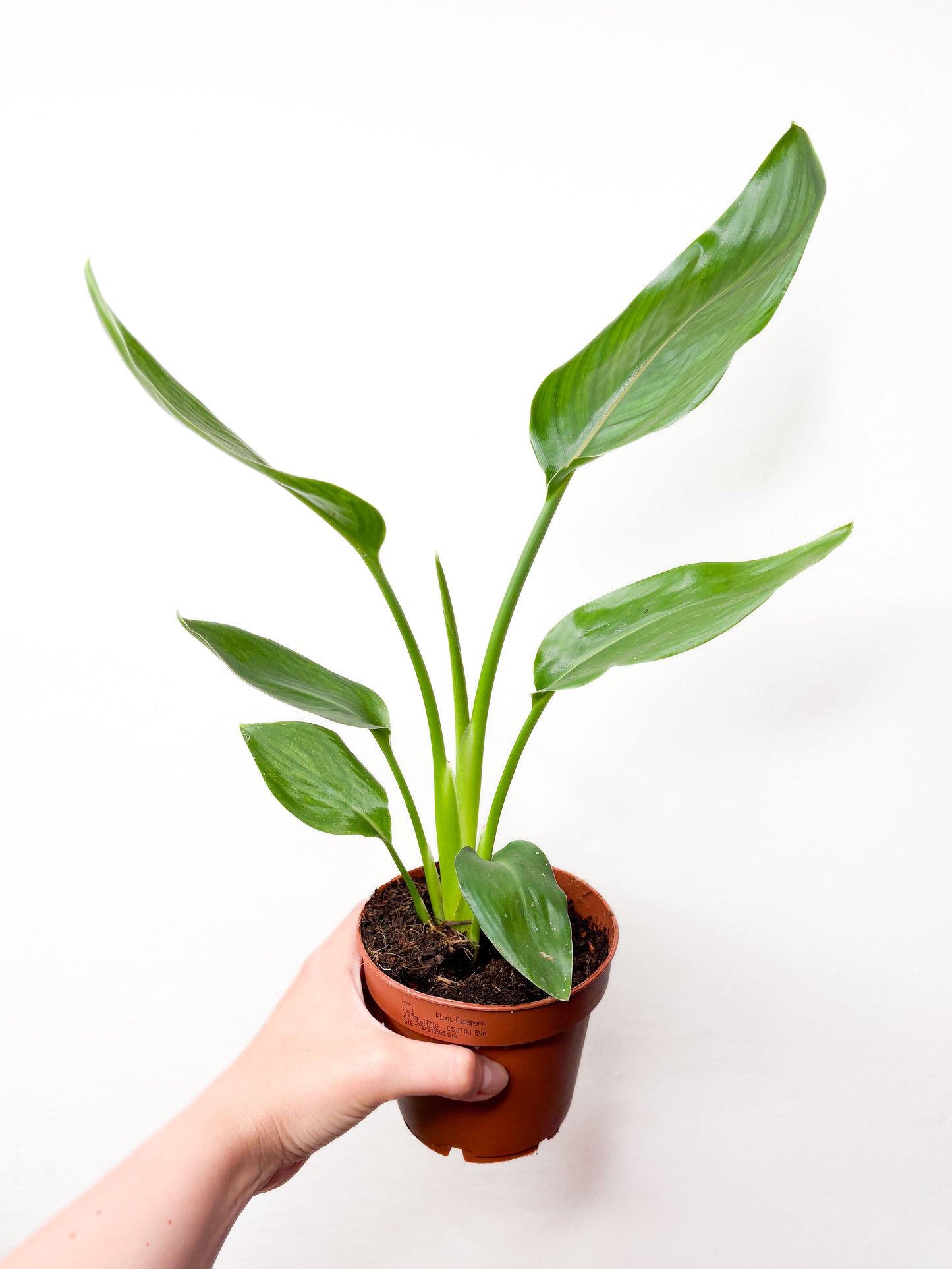 Strelitzia reginae