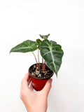 Alocasia ‘Polly’