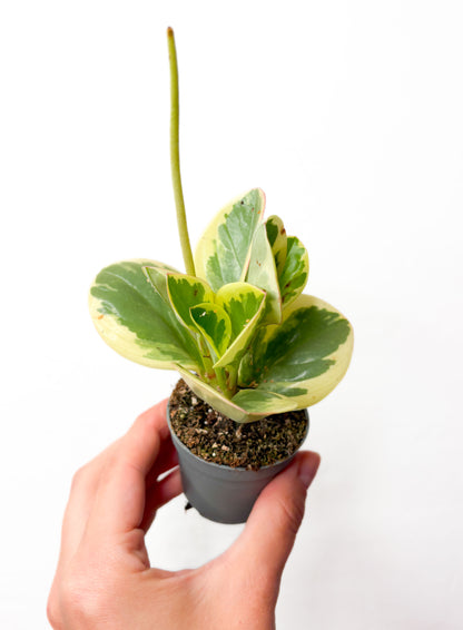 Peperomia obtusifolia ‘Variegata’
