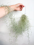 Tillandsia usneoides (gaisa augs, 50 cm)