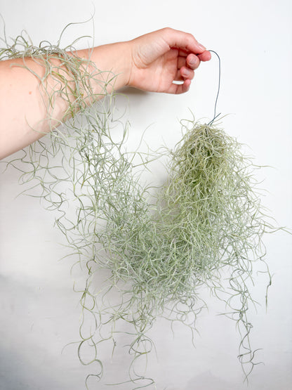 Tillandsia usneoides (gaisa augs, 50 cm)