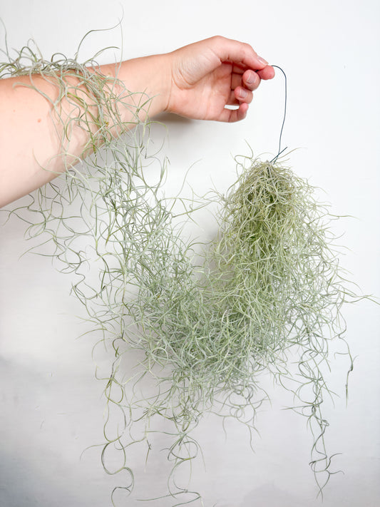 Tillandsia usneoides (gaisa augs, 50 cm)
