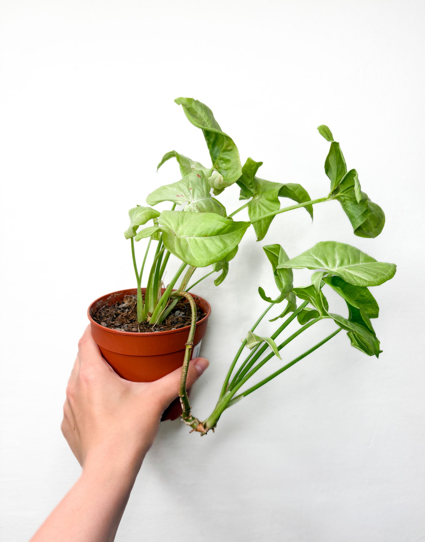 Syngonium Podophyllum
