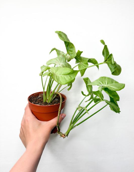 Syngonium Podophyllum