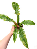 Philodendron ‘Ring of Fire’