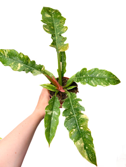 Philodendron ‘Ring of Fire’