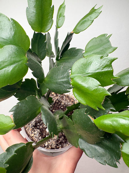 Schlumbergera (balti ziedi)