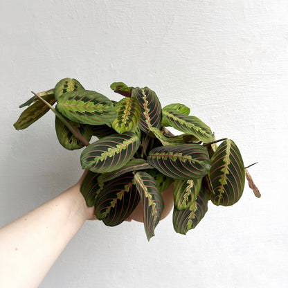 Maranta tricolor