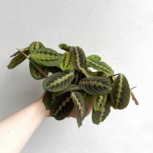 Maranta tricolor
