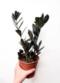 Zamioculcas 'Raven'