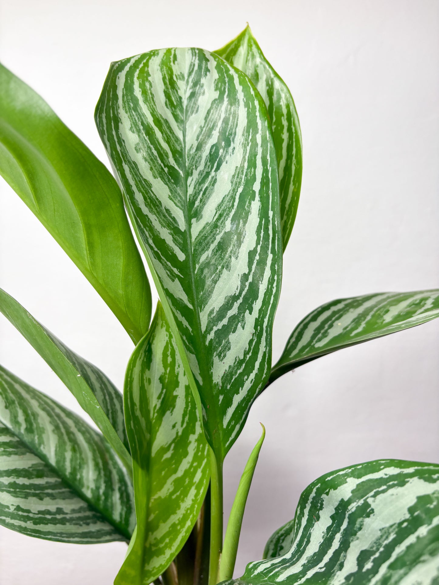 Aglaonema 'Stripes'