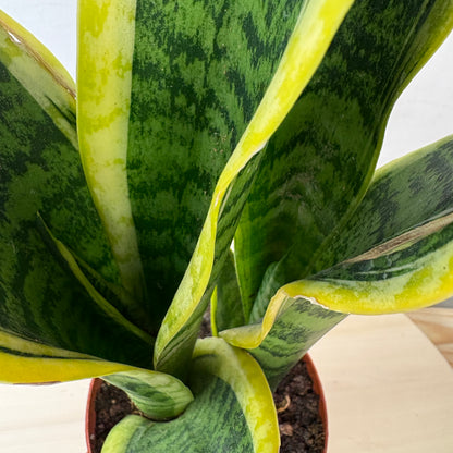 Sansivieria Futura Superba