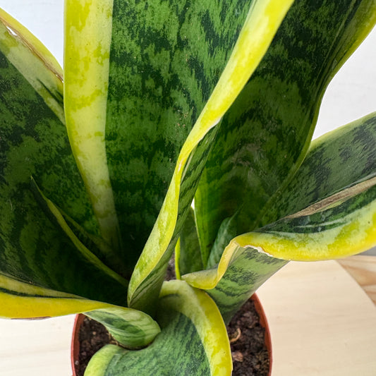 Sansivieria Futura Superba