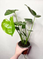 Monstera Deliciosa