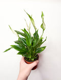 Spathiphyllum 'Chopin'