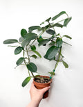 Stephanotis Floribunda