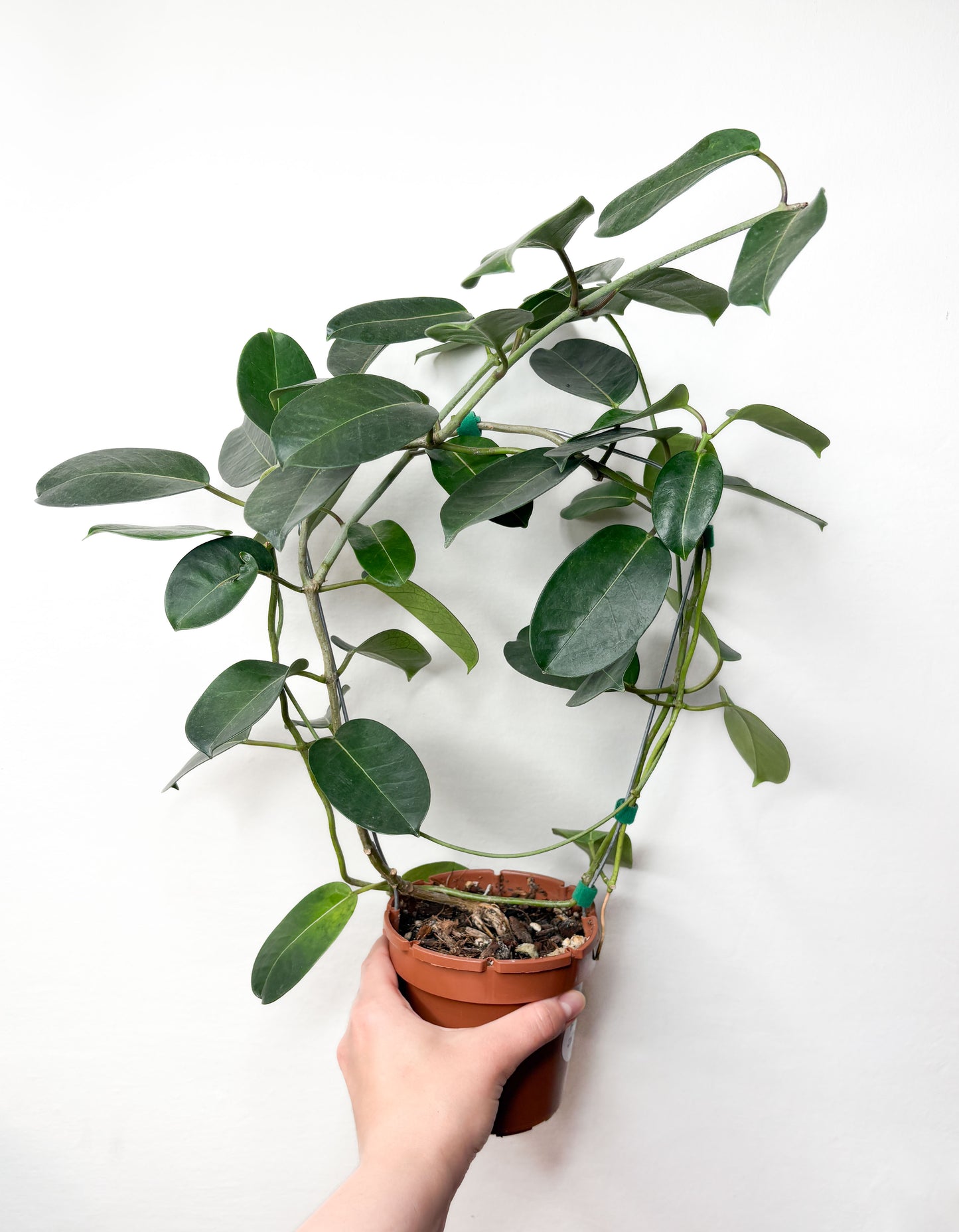 Stephanotis Floribunda