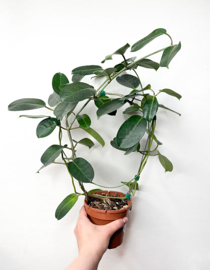 Stephanotis Floribunda