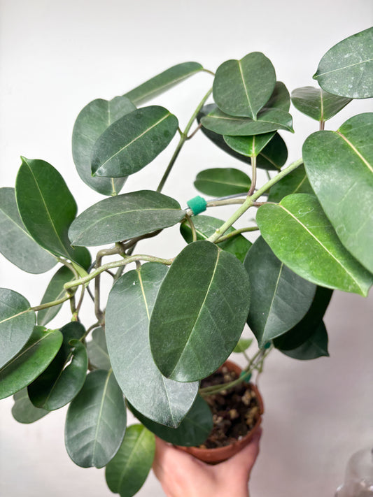 Stephanotis Floribunda