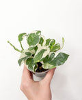 Epipremnum N’Joy