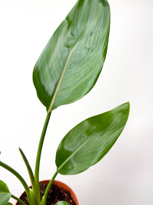 Strelitzia reginae