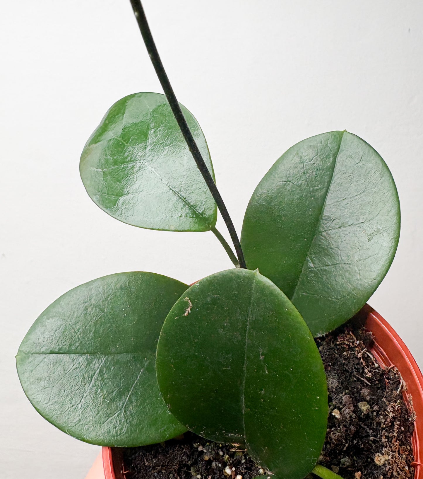 Hoya Australis