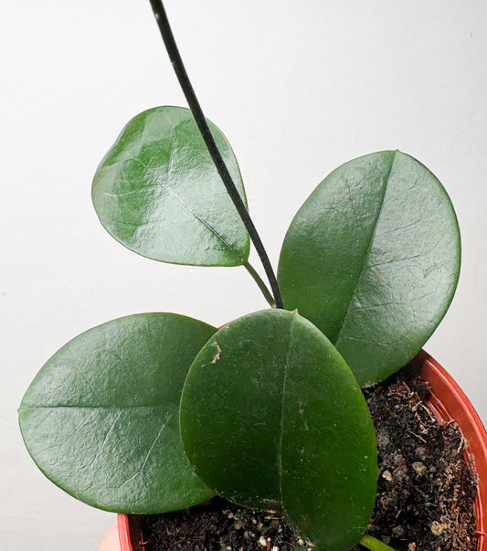 Hoya Australis
