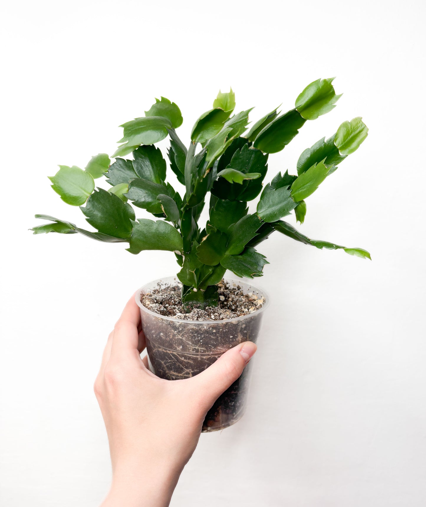 Schlumbergera (balti ziedi)
