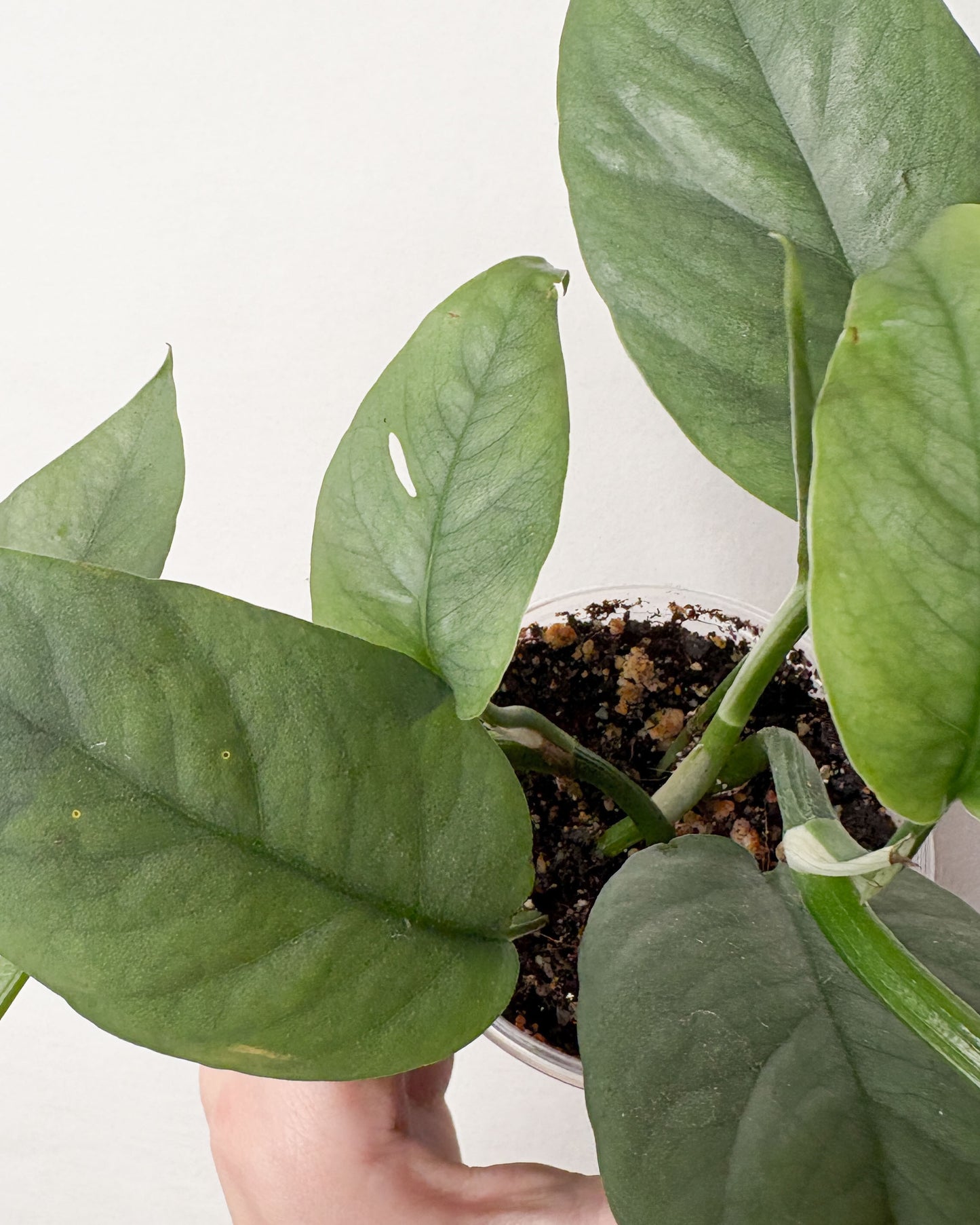 Pothos Sebu Blue